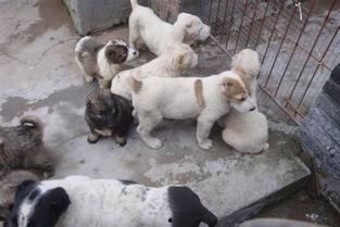 致富经养肉狗视频,揭秘肉狗养殖的财富之路