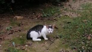 抓鹌鹑视频,视频捕捉惊心动魄瞬间